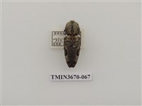 藏品(叩頭蟲(1))的圖片